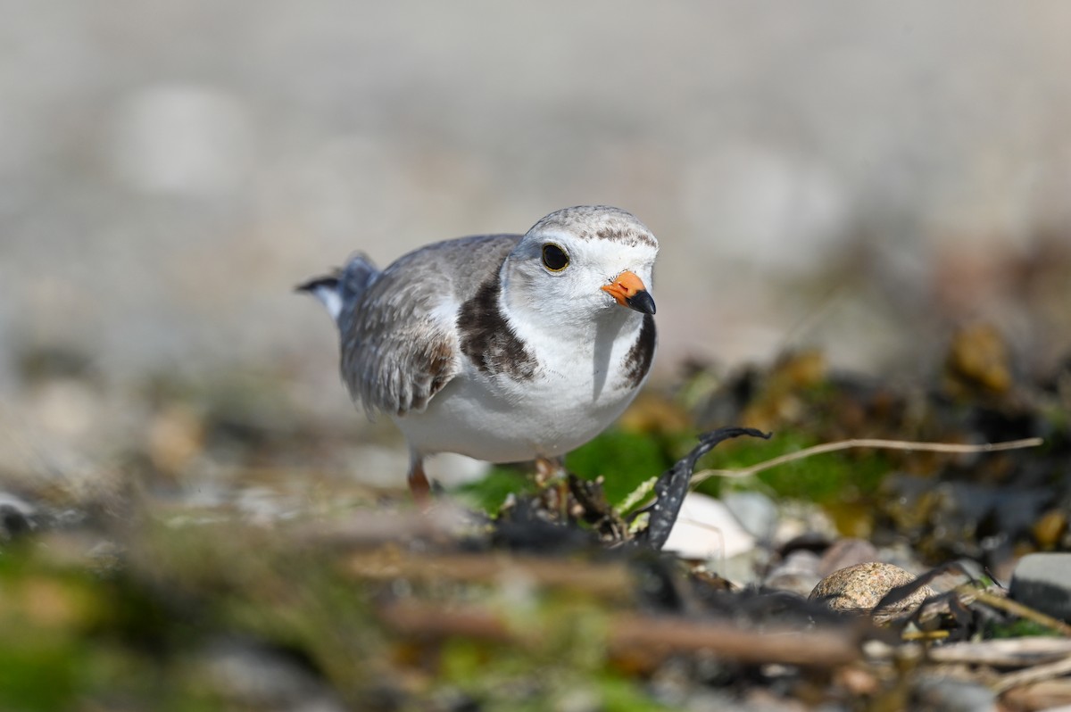 Piping Plover - ML620074072