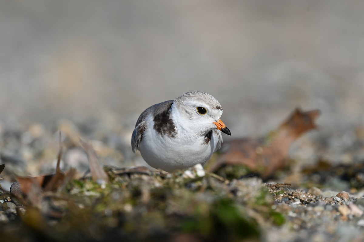 Piping Plover - ML620074081
