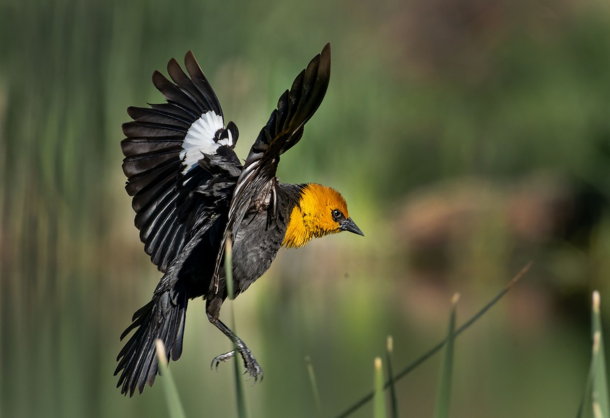 Yellow-headed Blackbird - ML620074095