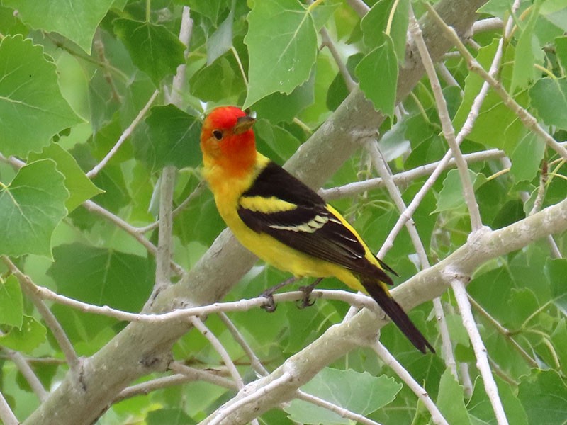 Western Tanager - ML620074099