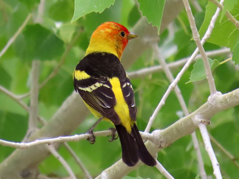 Western Tanager - Karen Lebing