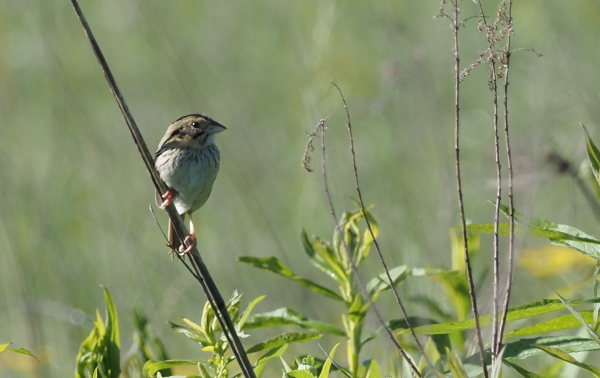 Henslow's Sparrow - ML620074101