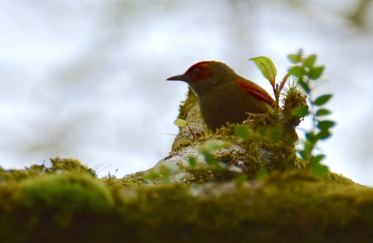 Red-faced Spinetail - ML620074103