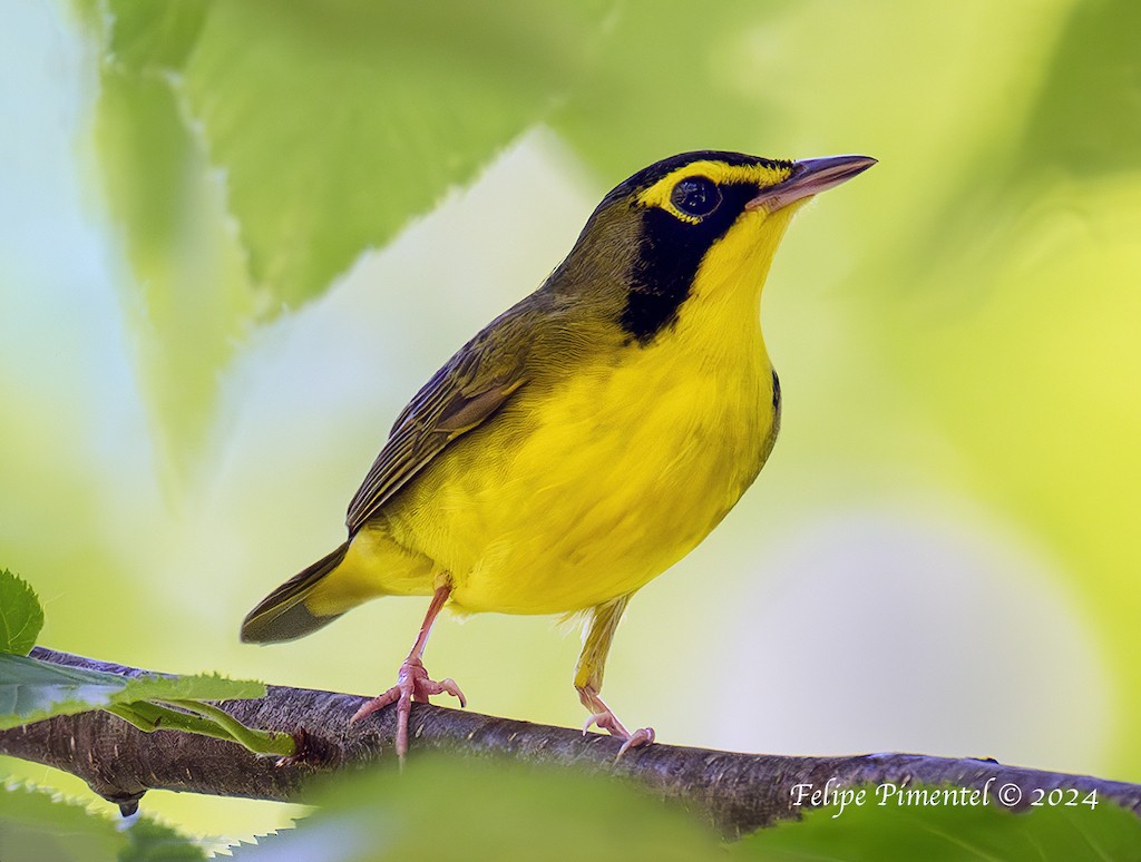 Kentucky Warbler - ML620074105