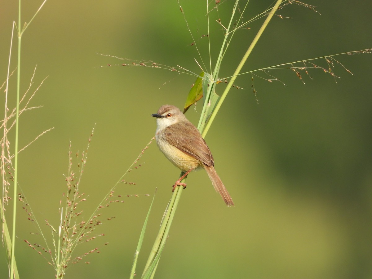 Tawny-flanked Prinia - ML620074106