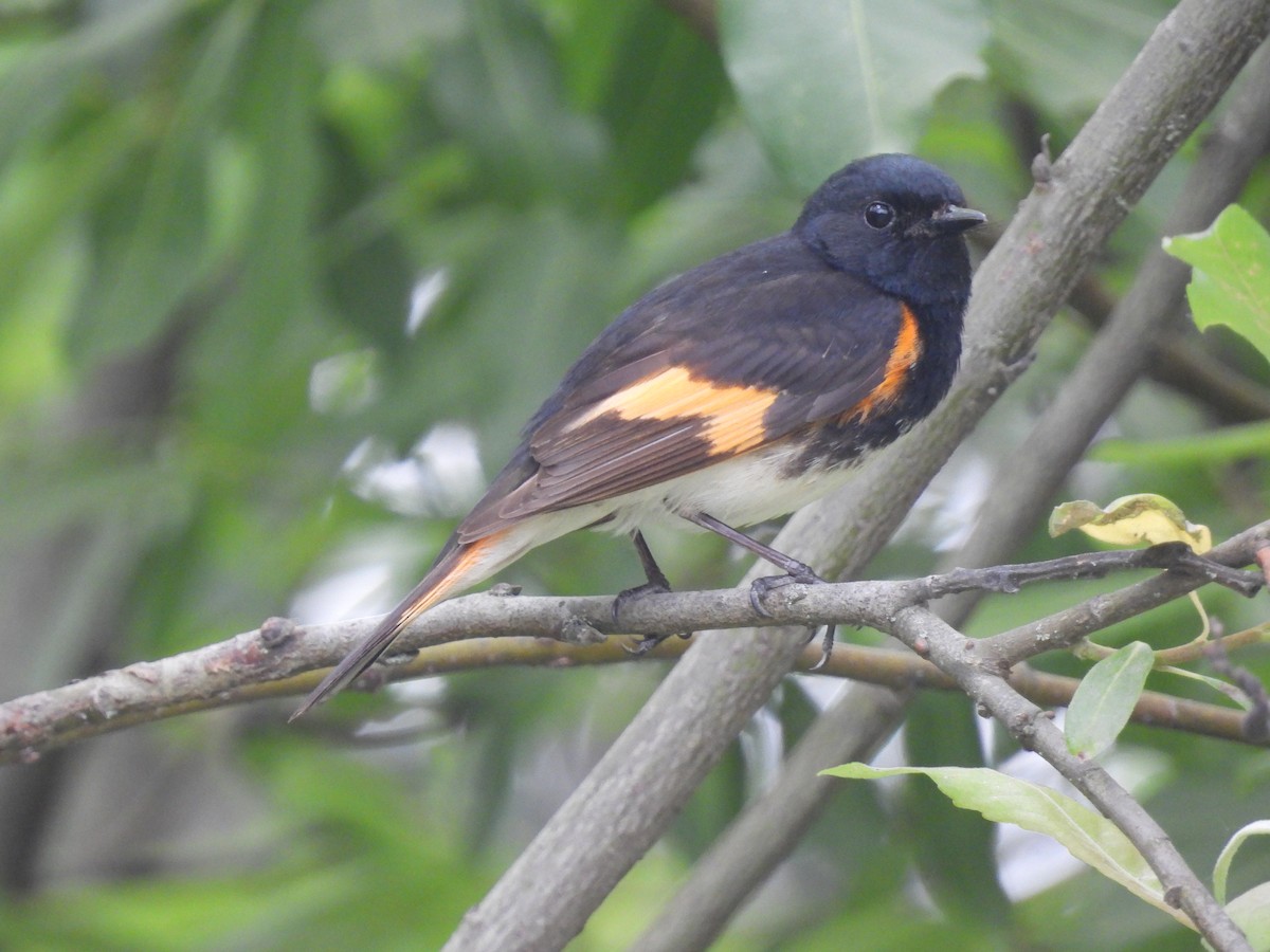 American Redstart - ML620074108