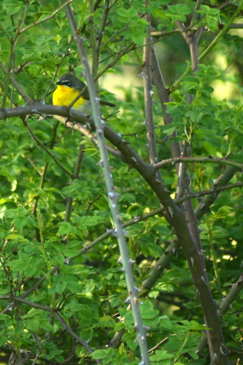 lesníček žlutoprsý - ML620074116