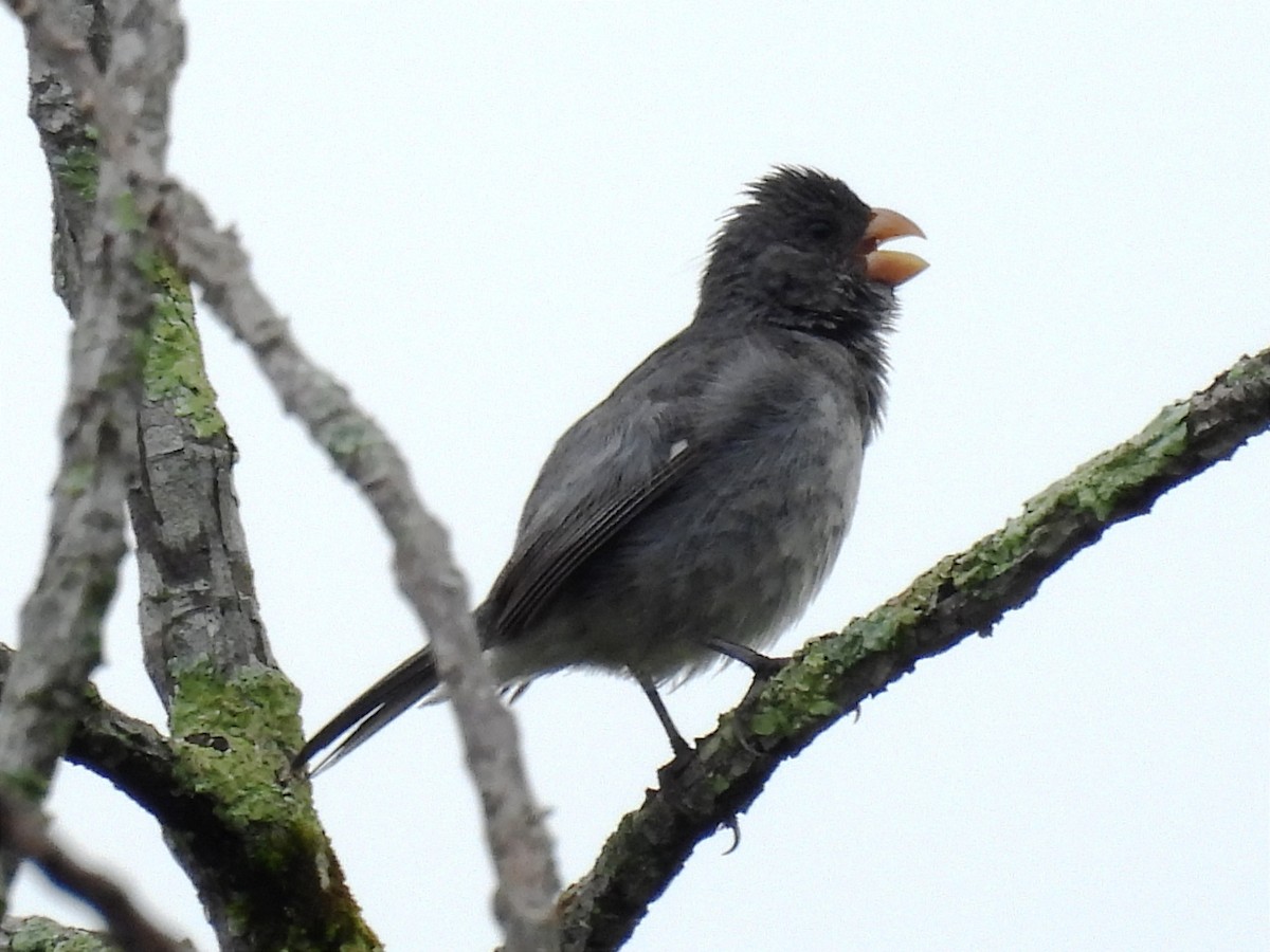 Gray Seedeater - ML620074120