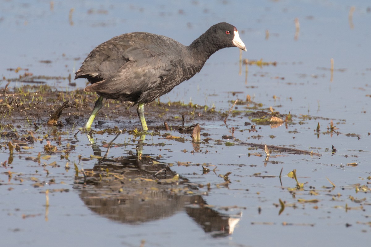 American Coot - ML620074129