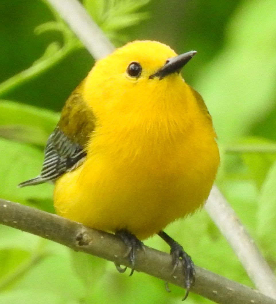 Prothonotary Warbler - ML620074133