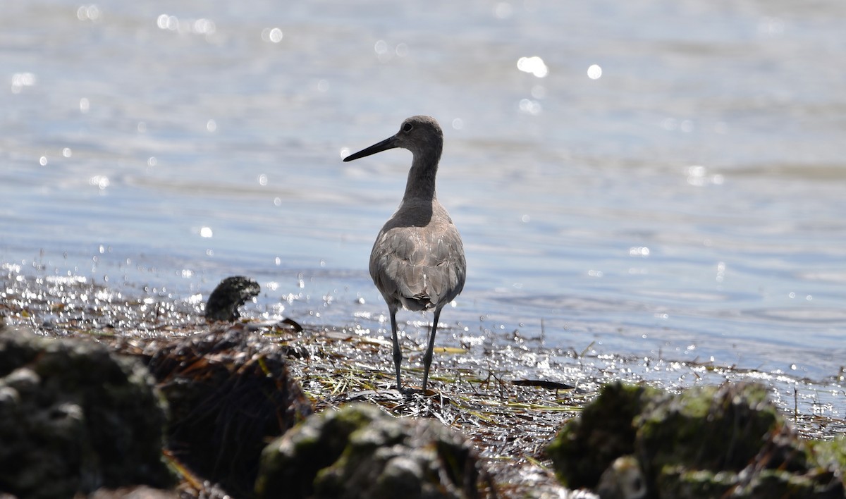 Willet - ML620074149