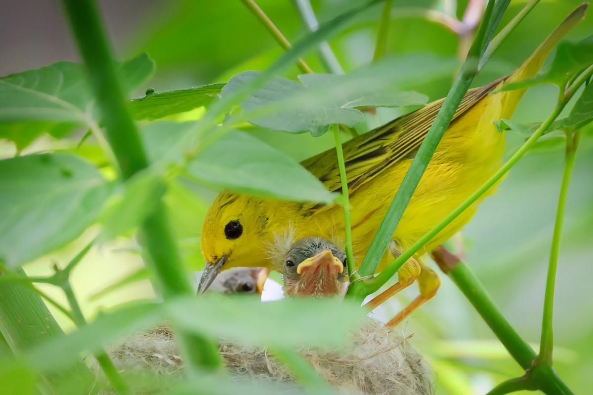 Yellow Warbler - ML620074167