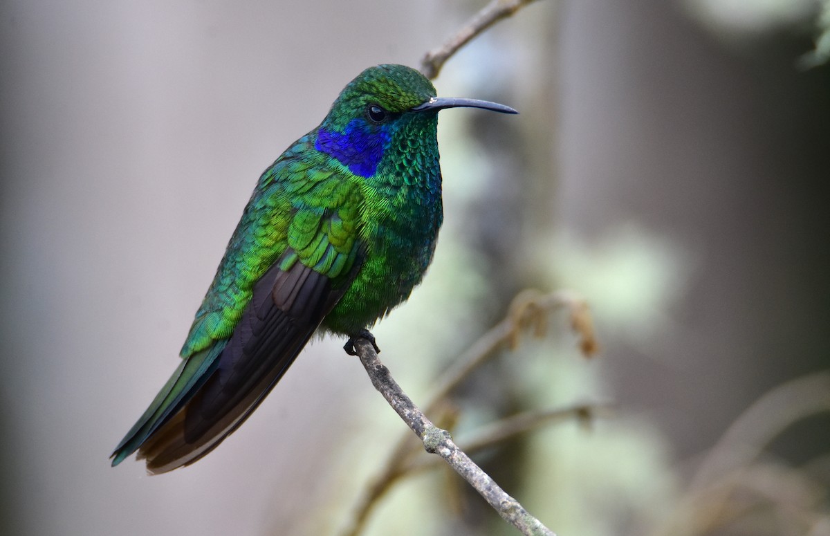 kolibřík modrouchý - ML620074199