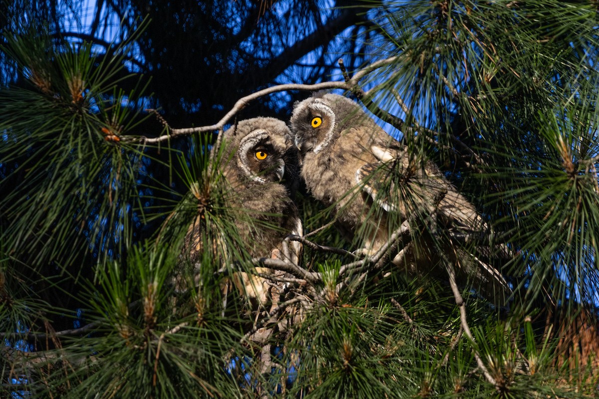 Long-eared Owl - ML620074203