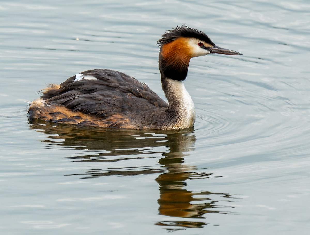 Great Crested Grebe - ML620074204