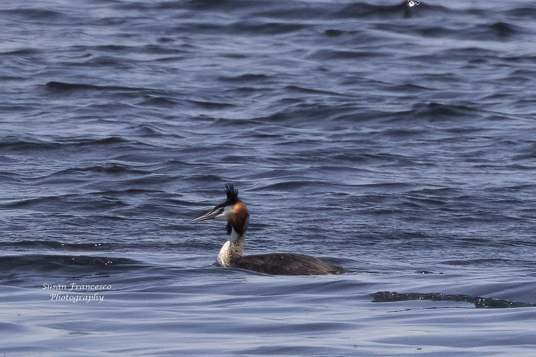 Great Crested Grebe - ML620074243