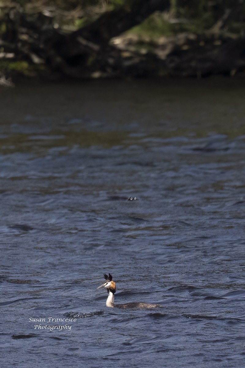 Great Crested Grebe - ML620074245