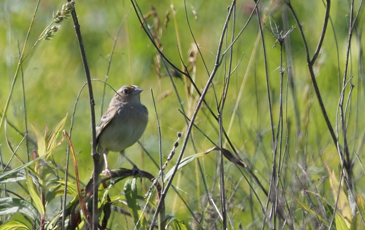 Grasshopper Sparrow - ML620074258