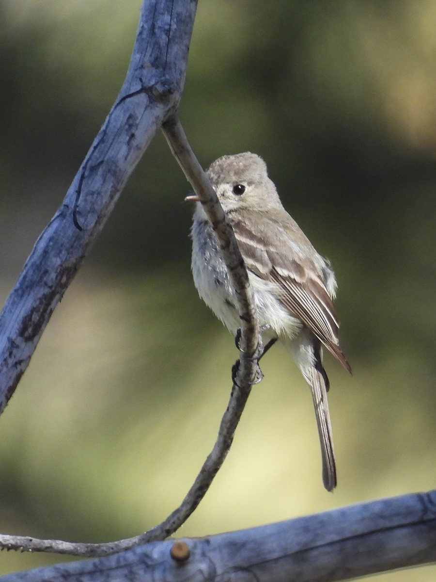 Dusky Flycatcher - ML620074271