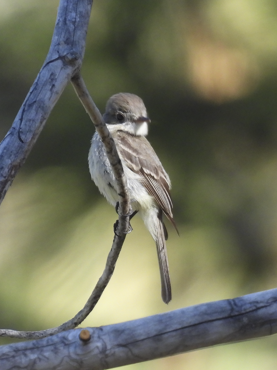 Dusky Flycatcher - ML620074272
