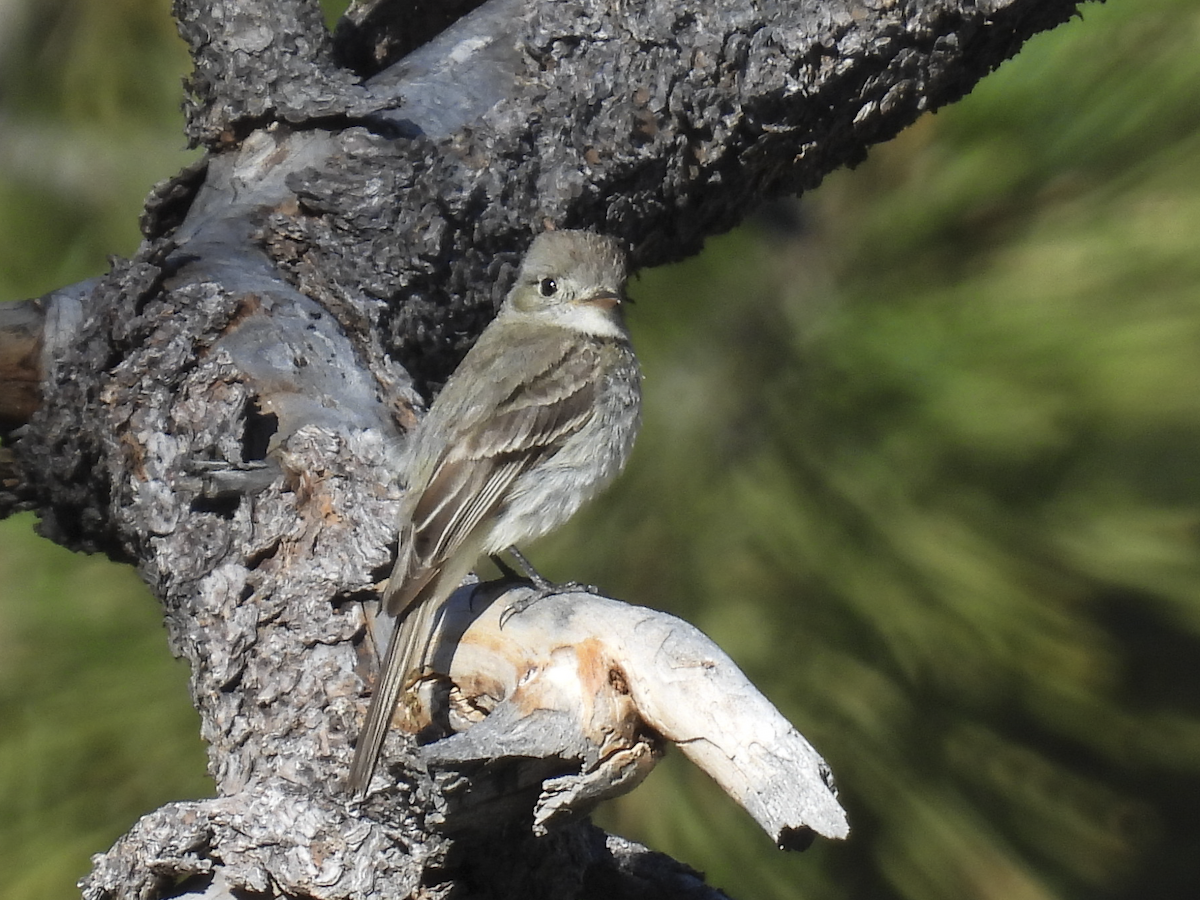 Dusky Flycatcher - ML620074278