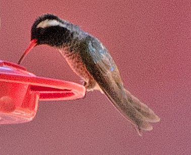 White-eared Hummingbird - ML620074286