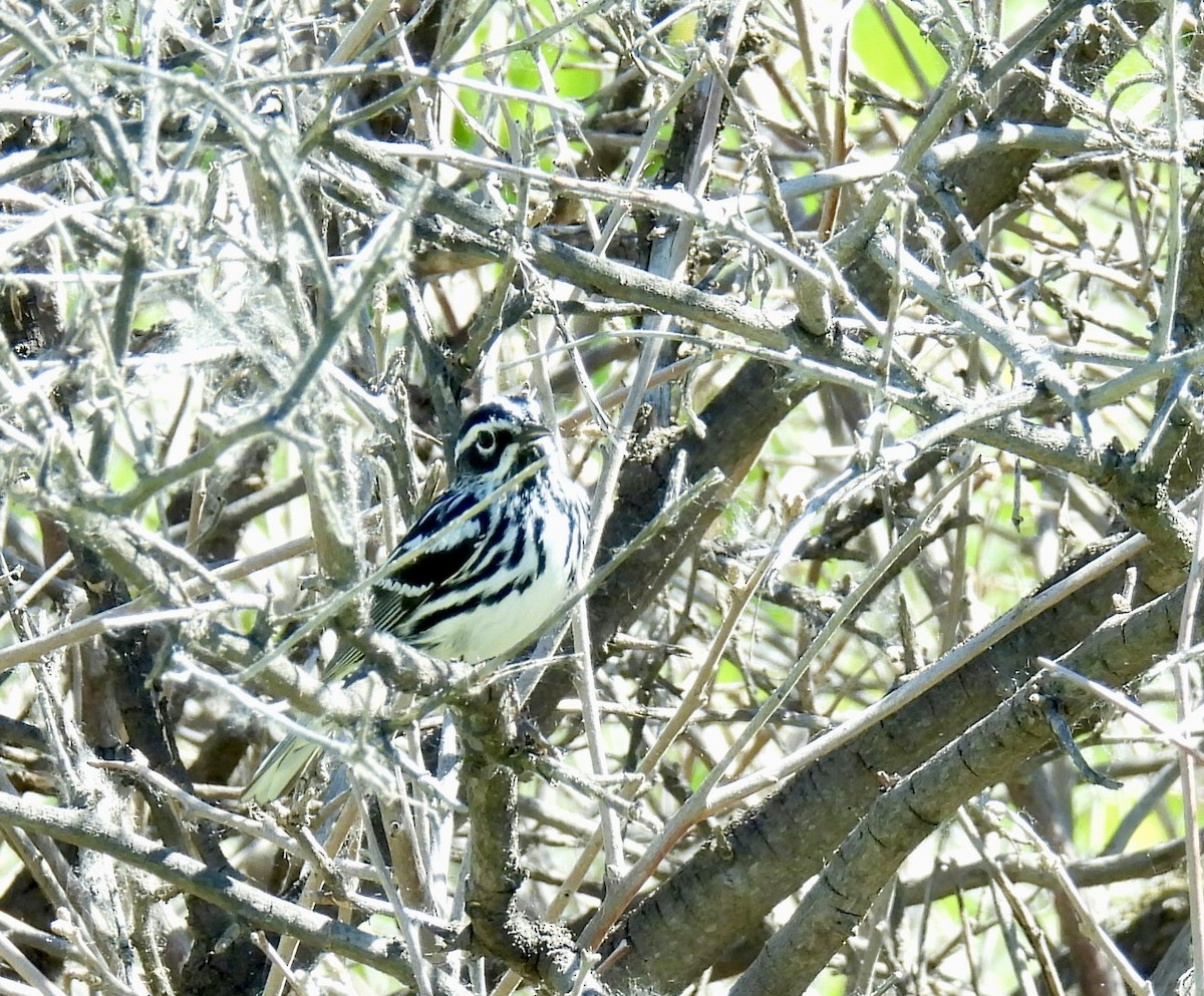 Black-and-white Warbler - ML620074293