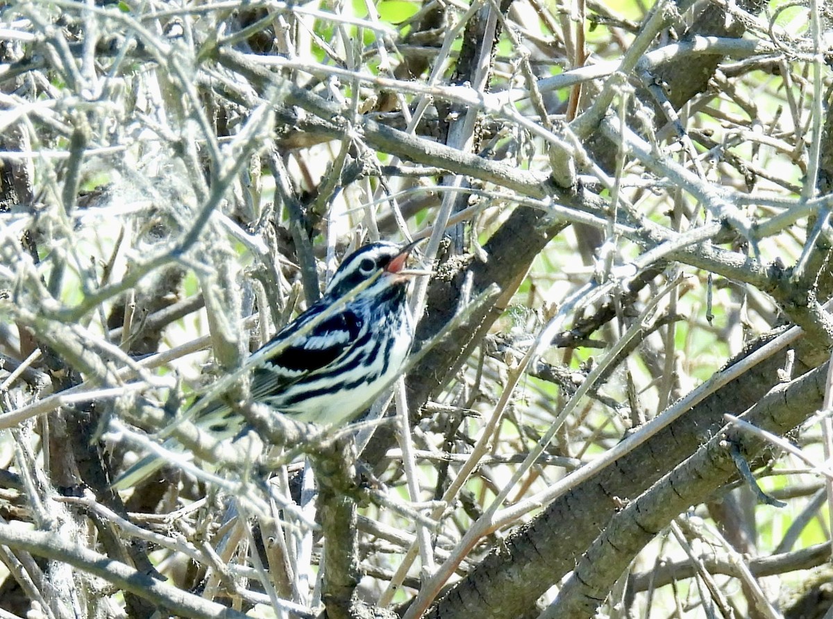 Black-and-white Warbler - ML620074294