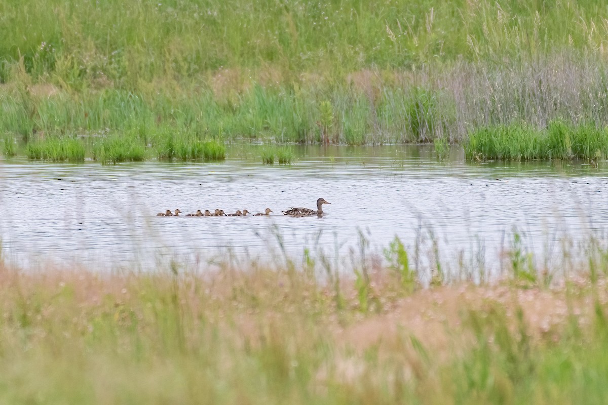 Canard colvert - ML620074296