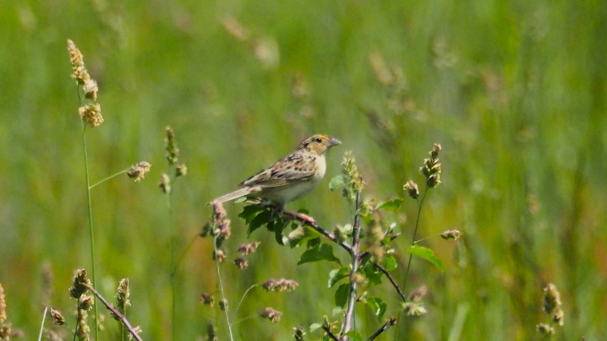 Grasshopper Sparrow - ML620074297