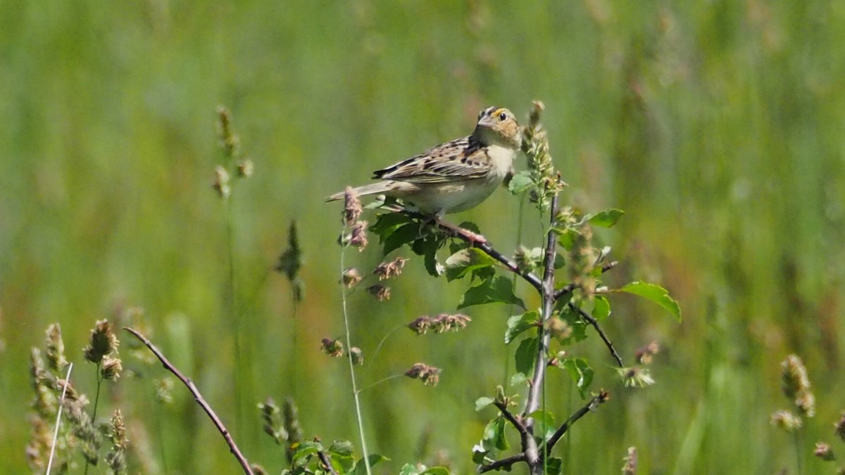 Grasshopper Sparrow - ML620074298