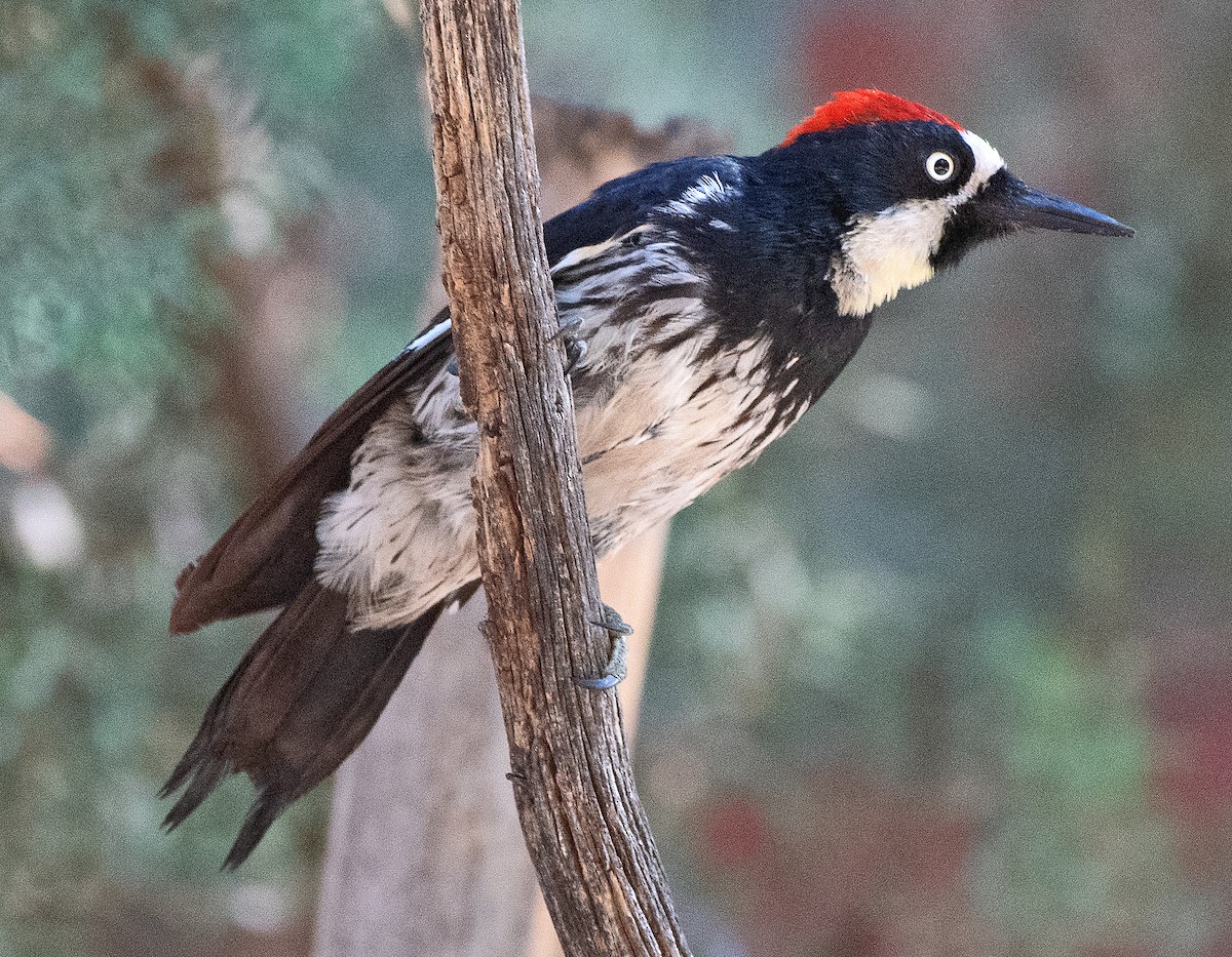 Acorn Woodpecker - ML620074309