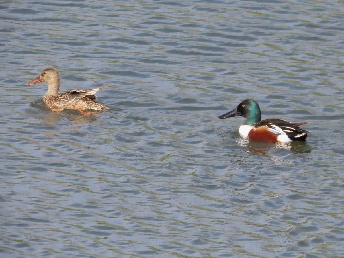 Northern Shoveler - ML620074316