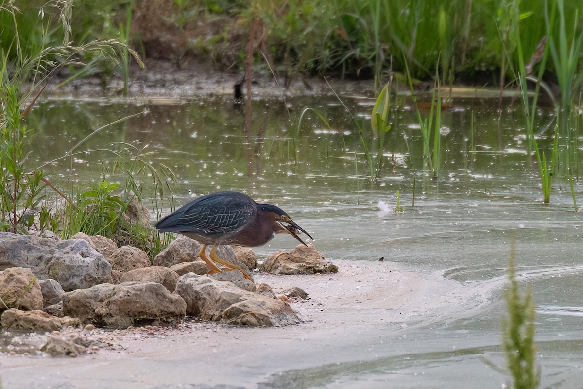 Green Heron - ML620074323