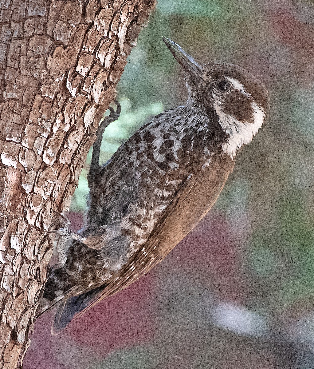 Arizona Woodpecker - ML620074334