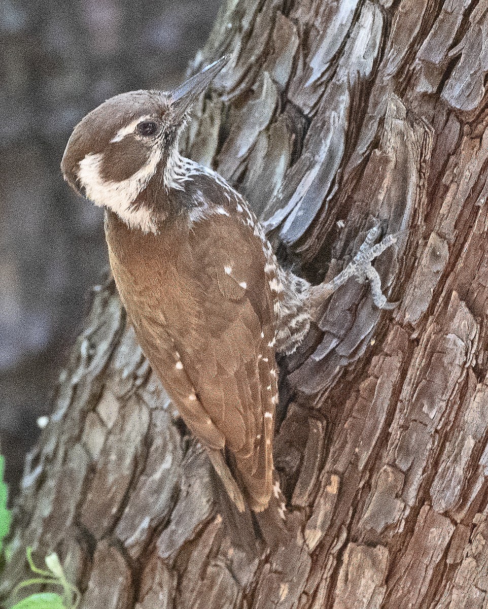Arizona Woodpecker - ML620074335