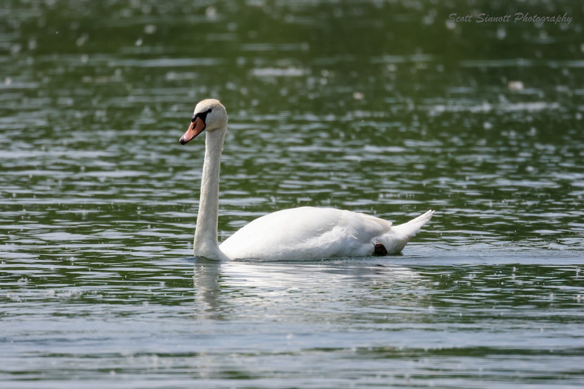 Cygne tuberculé - ML620074364