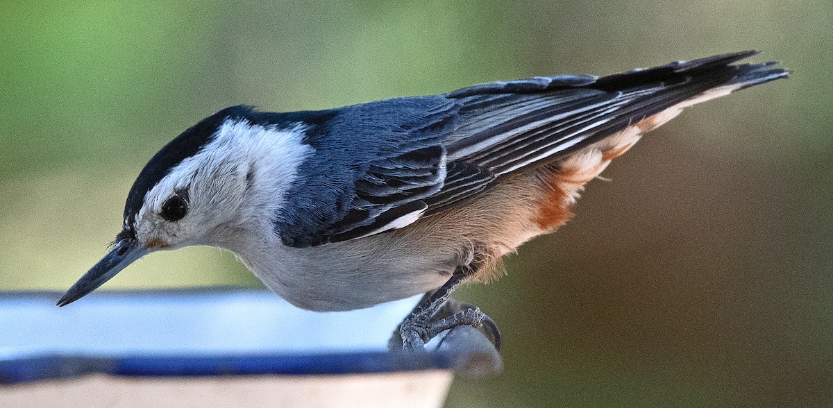 White-breasted Nuthatch (Interior West) - ML620074366