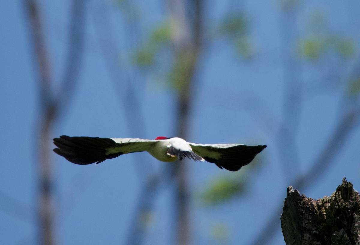 Red-headed Woodpecker - ML620074368