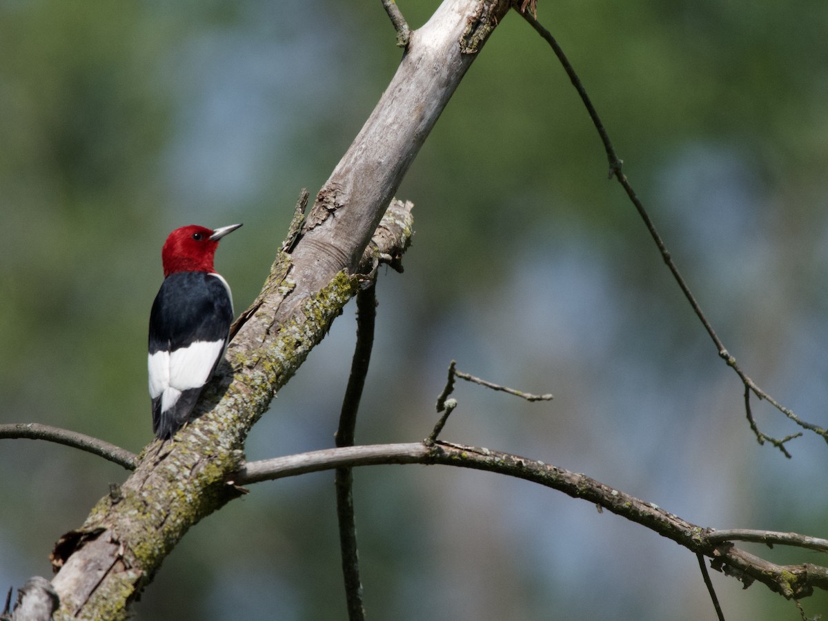 Red-headed Woodpecker - ML620074369