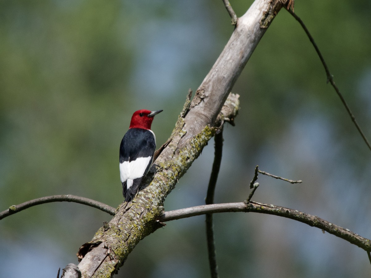 Red-headed Woodpecker - ML620074370