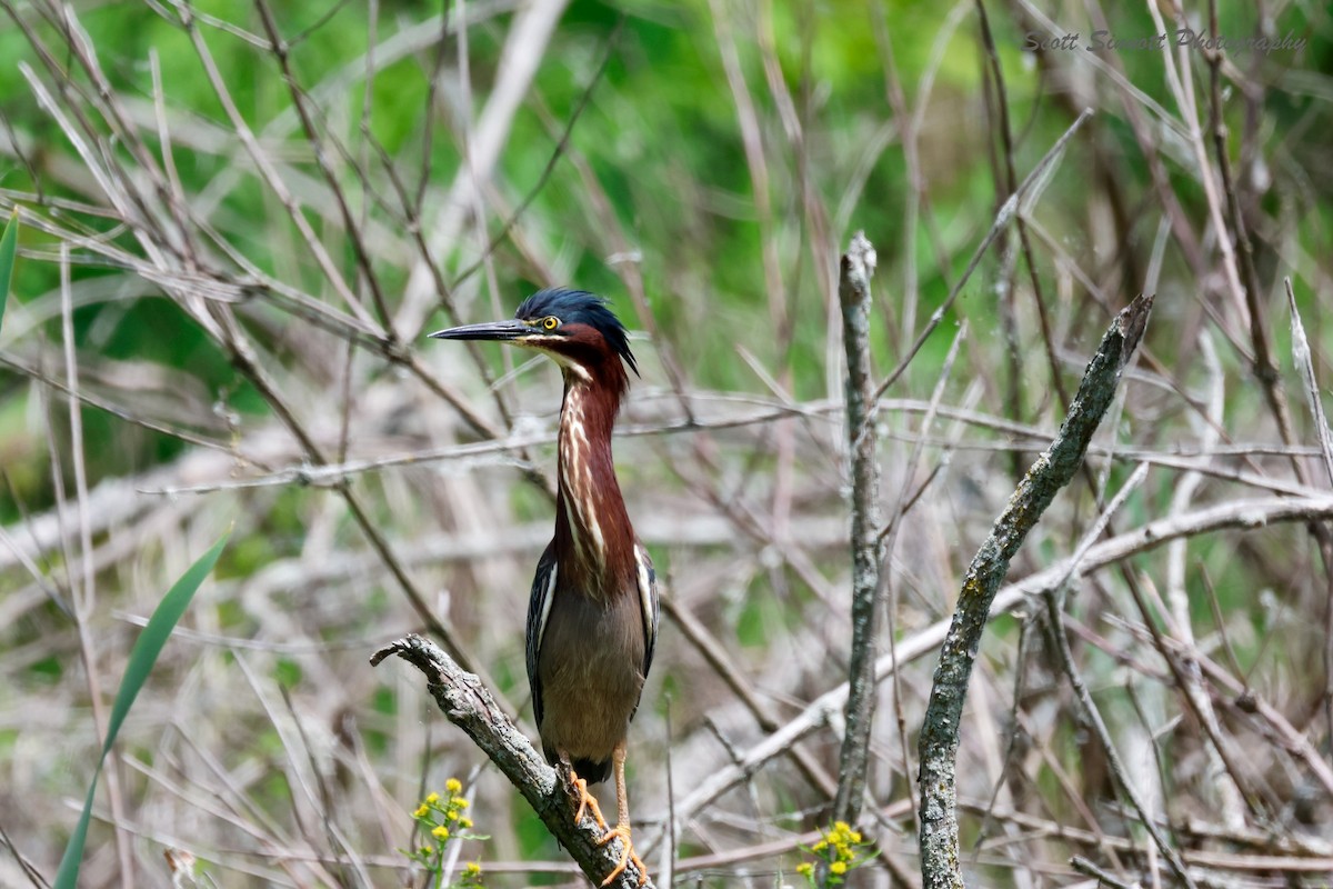 Green Heron - ML620074371