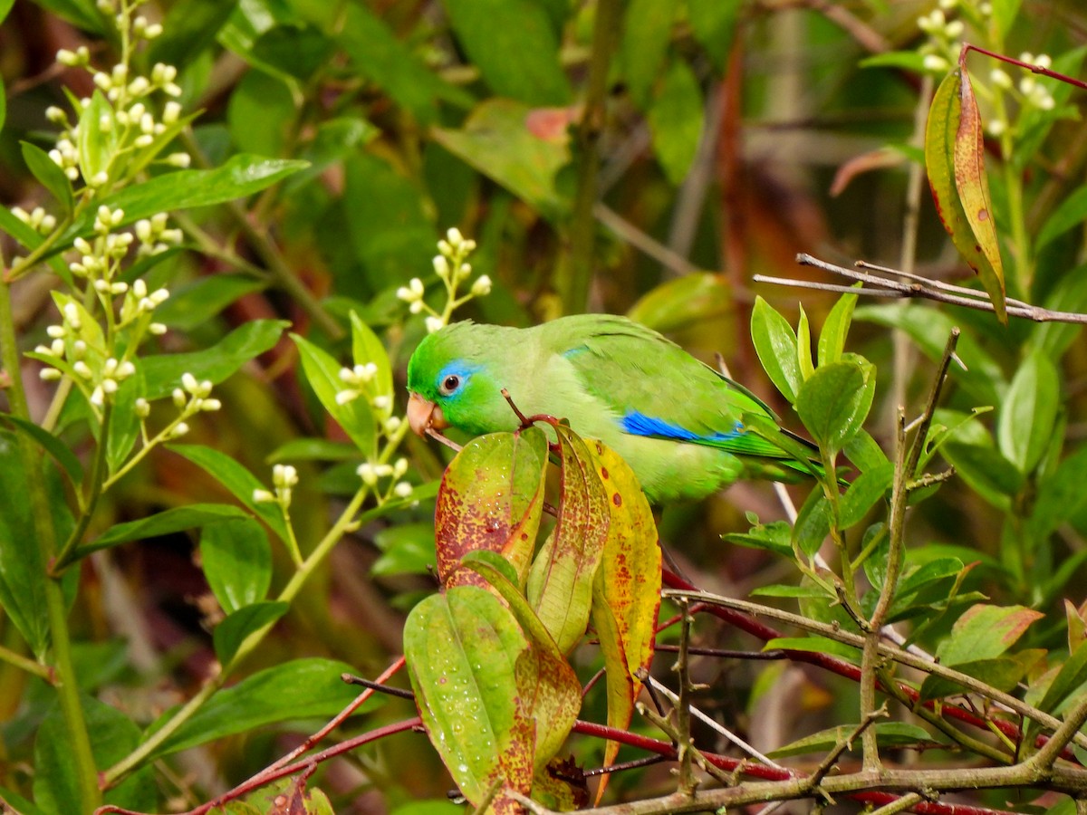Папуга-горобець панамський - ML620074372
