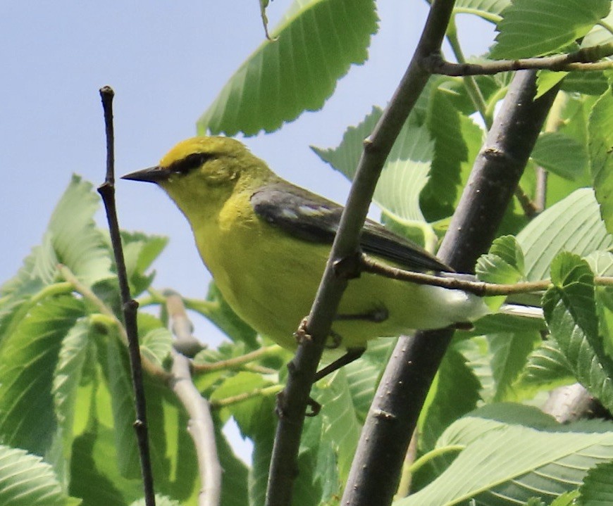 Blue-winged Warbler - ML620074379