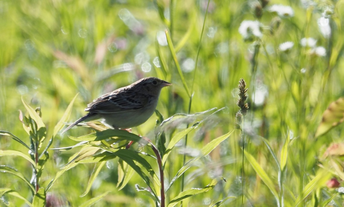 Grasshopper Sparrow - ML620074381