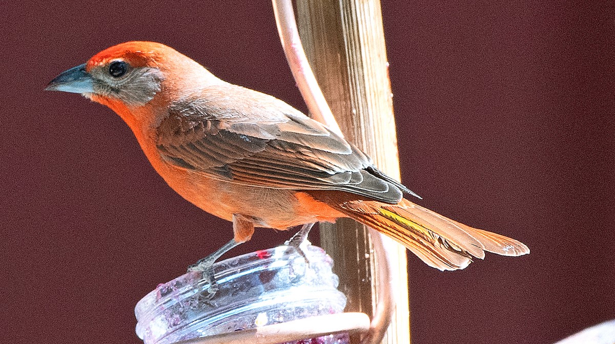 Hepatic Tanager (Northern) - ML620074385