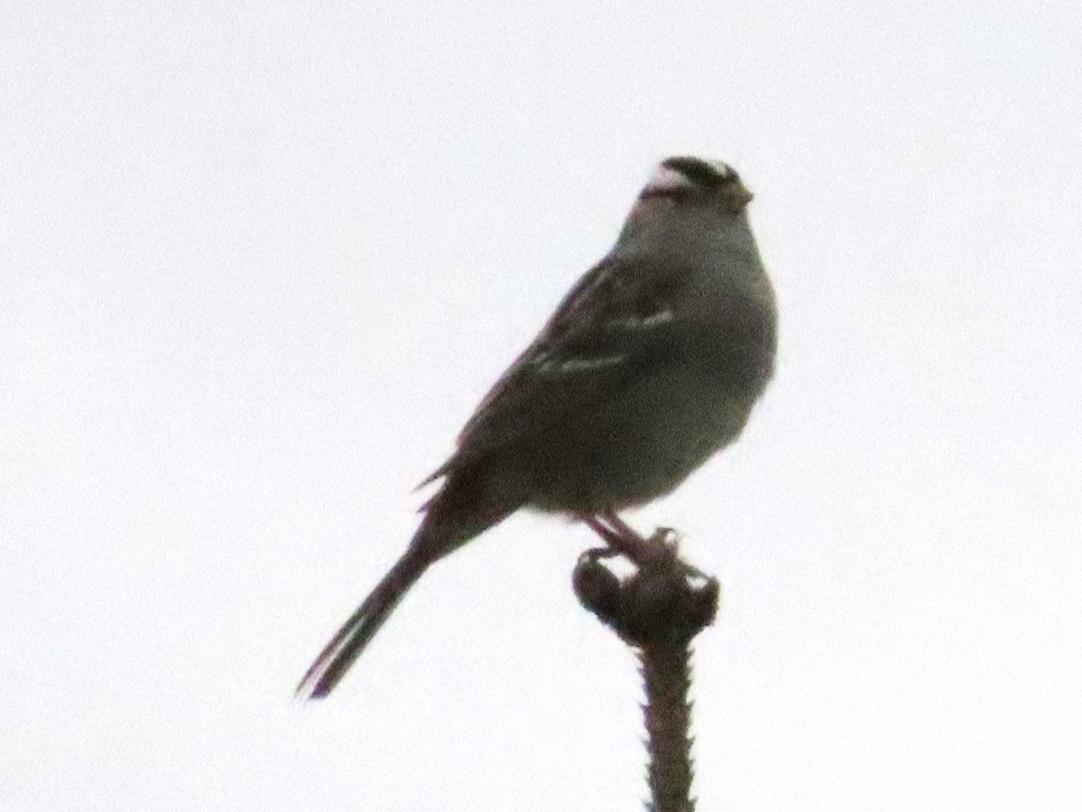 White-crowned Sparrow - ML620074391