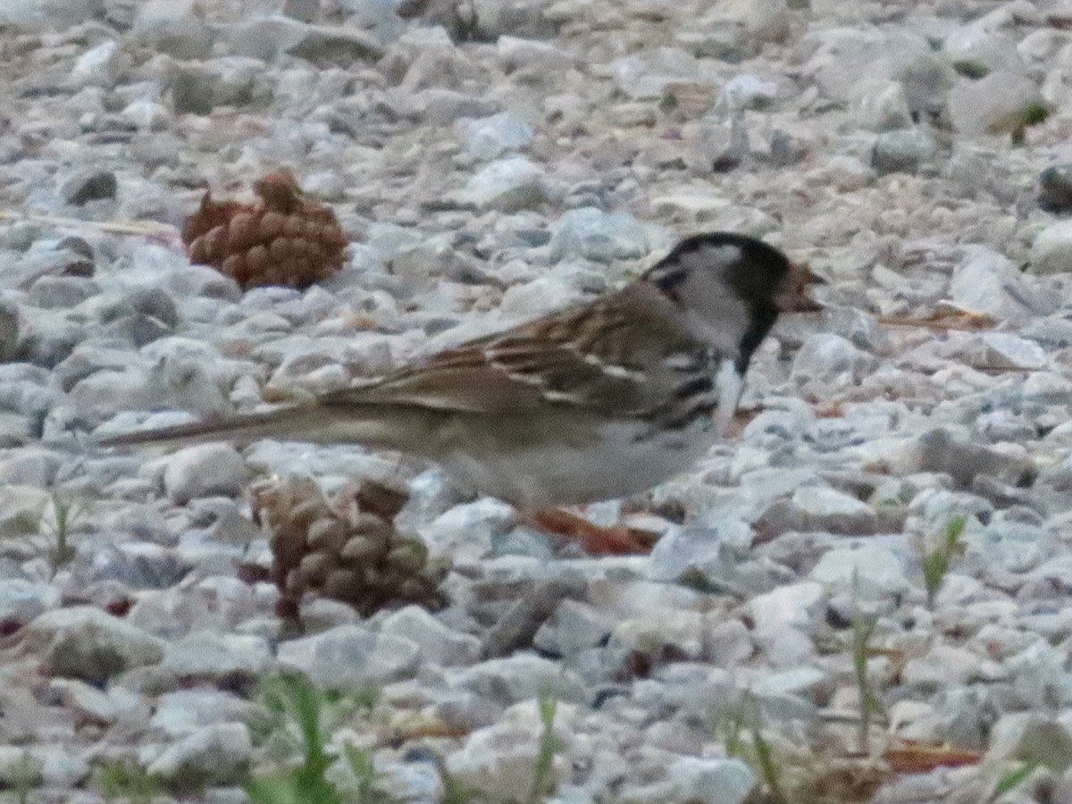 Harris's Sparrow - ML620074395