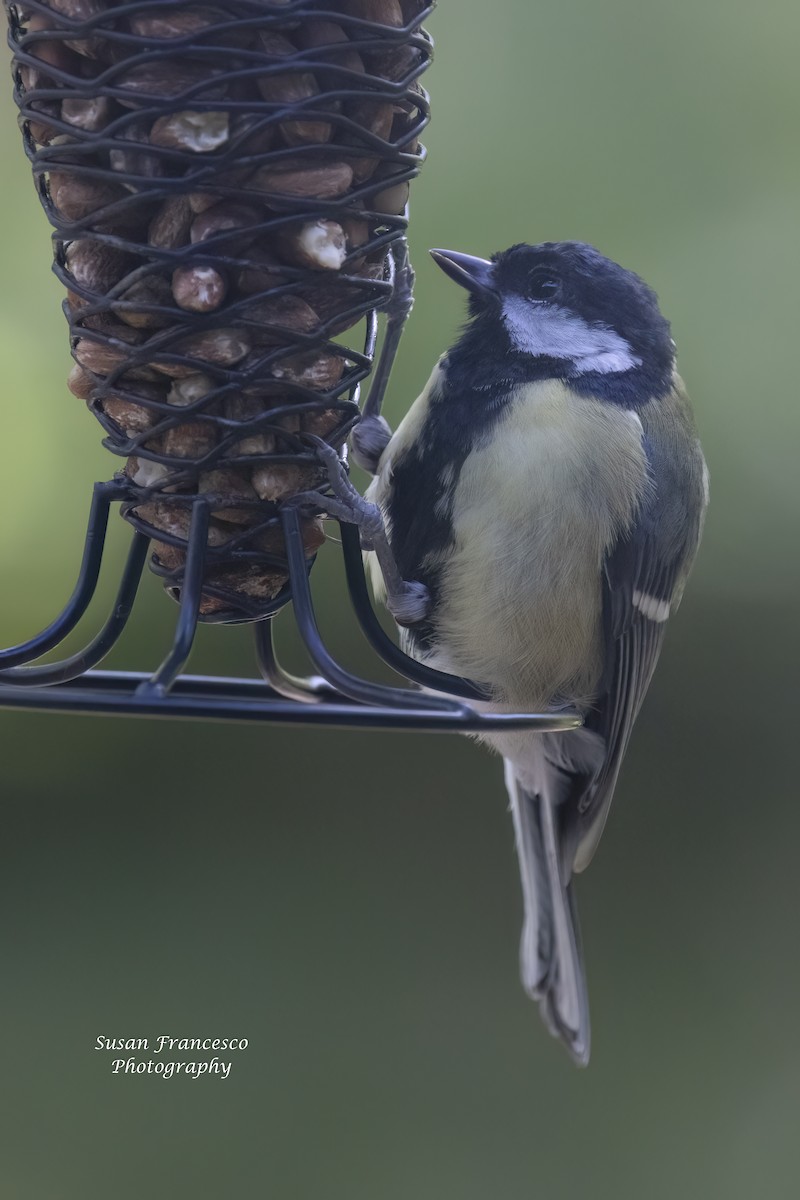 Great Tit - ML620074396