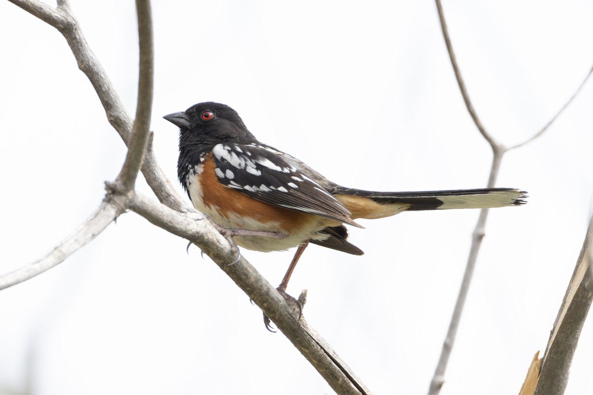 Spotted Towhee - Lucas Bobay